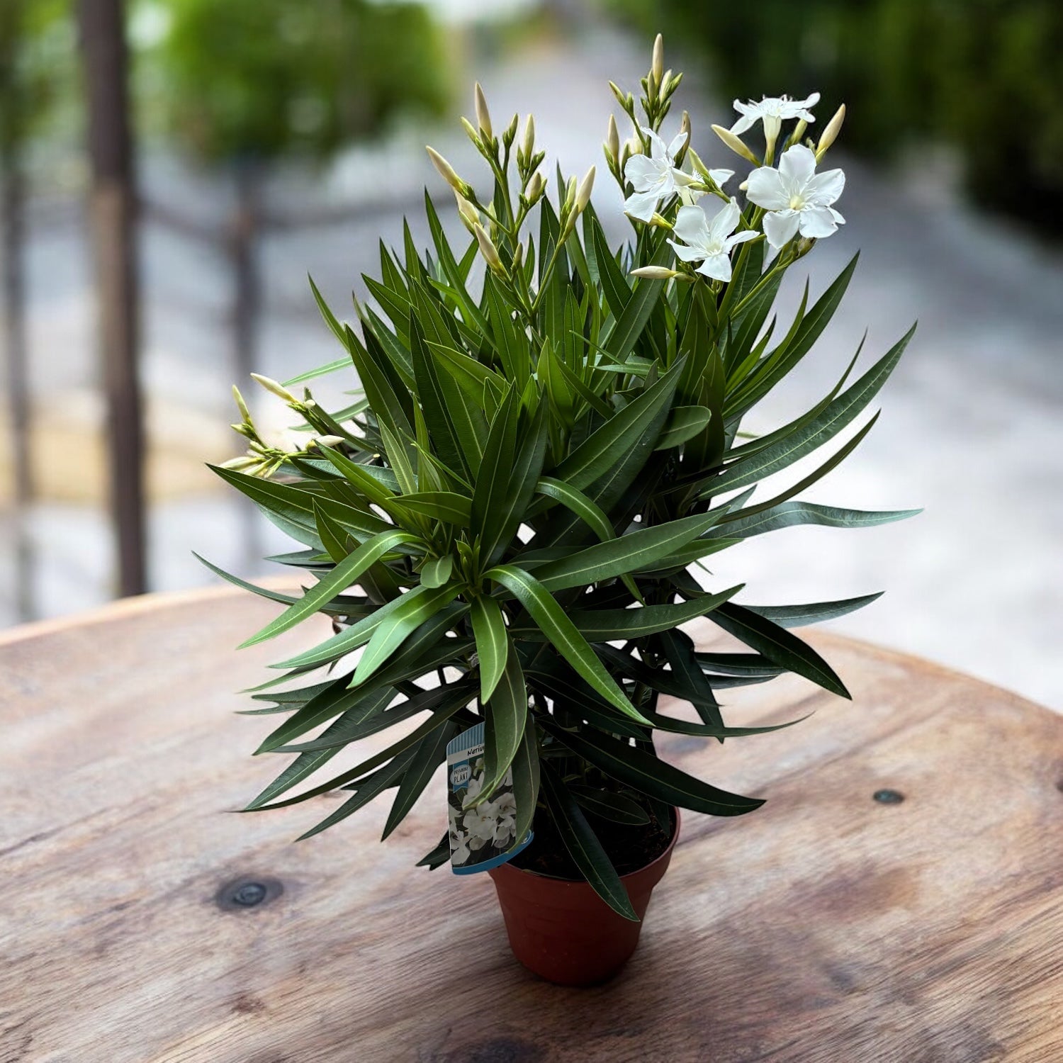 Nerium oleander ‘White’ - leandru alb cu flori elegante