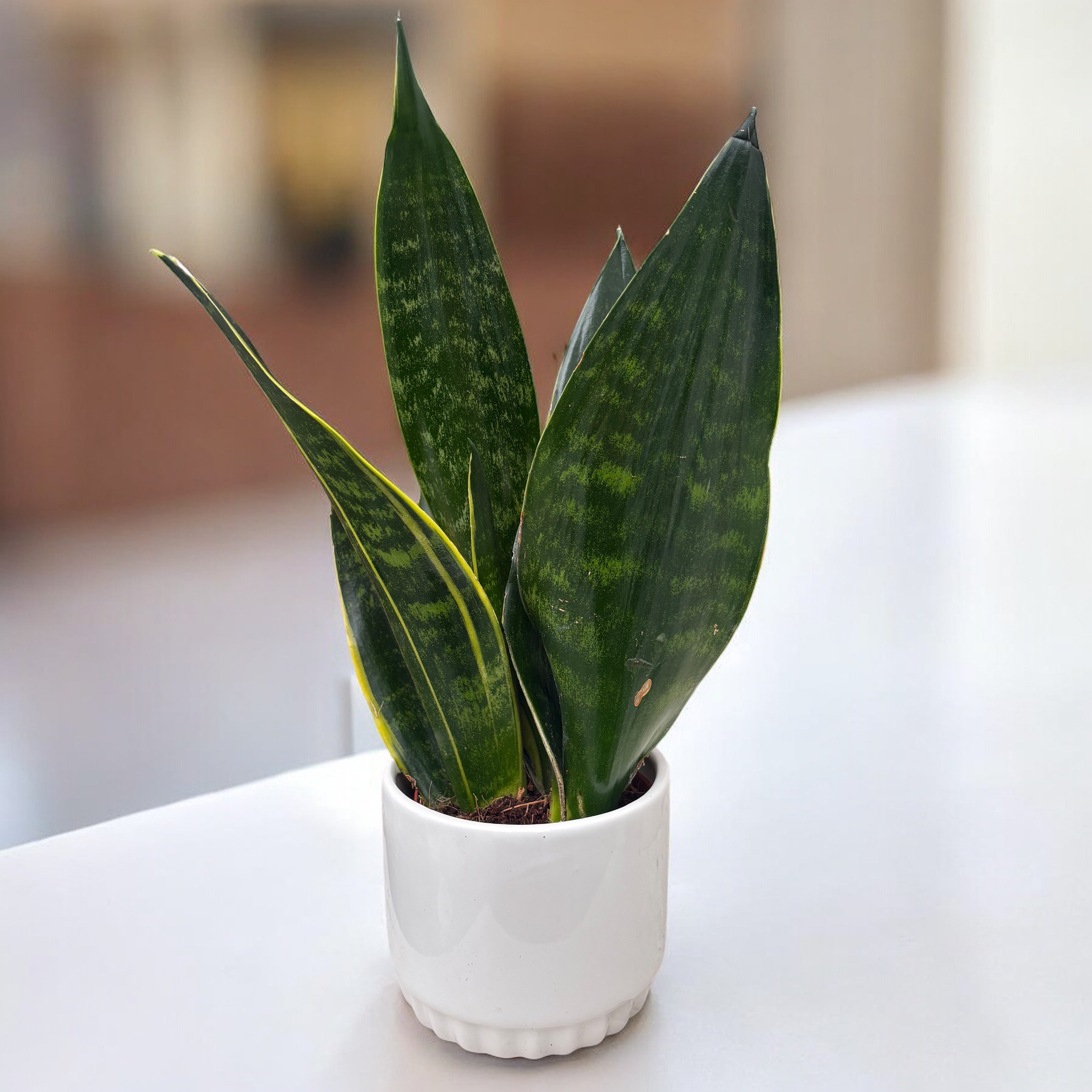 Sin Muros ／Dorantes Sansevieria 'Black Diamond' – Secret Garden Plant Shop
