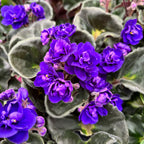 Saintpaulia Rococo Violet - Violete de Parma cu flori duble