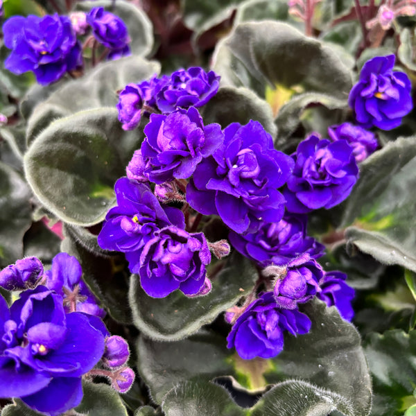 Saintpaulia Rococo Violet - Parma violets with blue double flowers