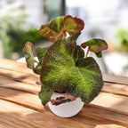 Bégonia rex 'Soli Mutata' (Bégonia changeant de soleil)