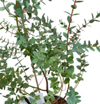 Eucalipt - Eucalyptus parvula (Eucalyptus parvifolia)