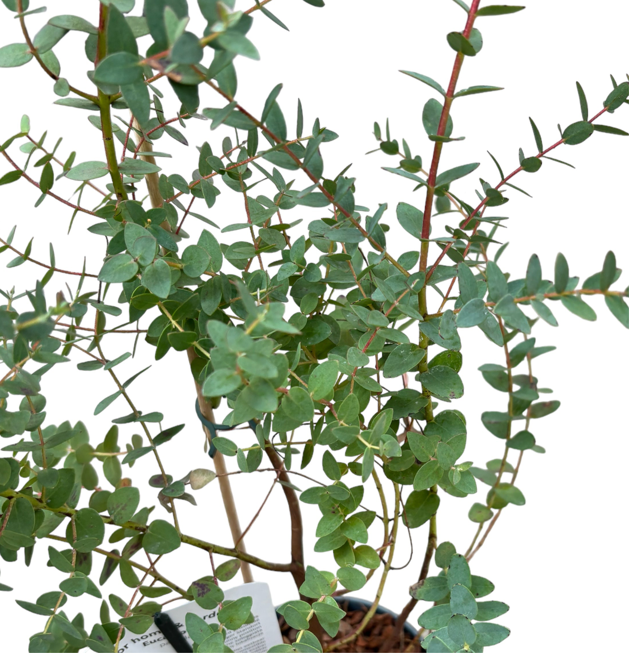 Eucalipt - Eucalyptus parvula (Eucalyptus parvifolia)