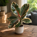 Ficus elastica ‘Belize’ (Ruby) - rostlina s panašovanými listy v odstínech růžové, krémové a zelené