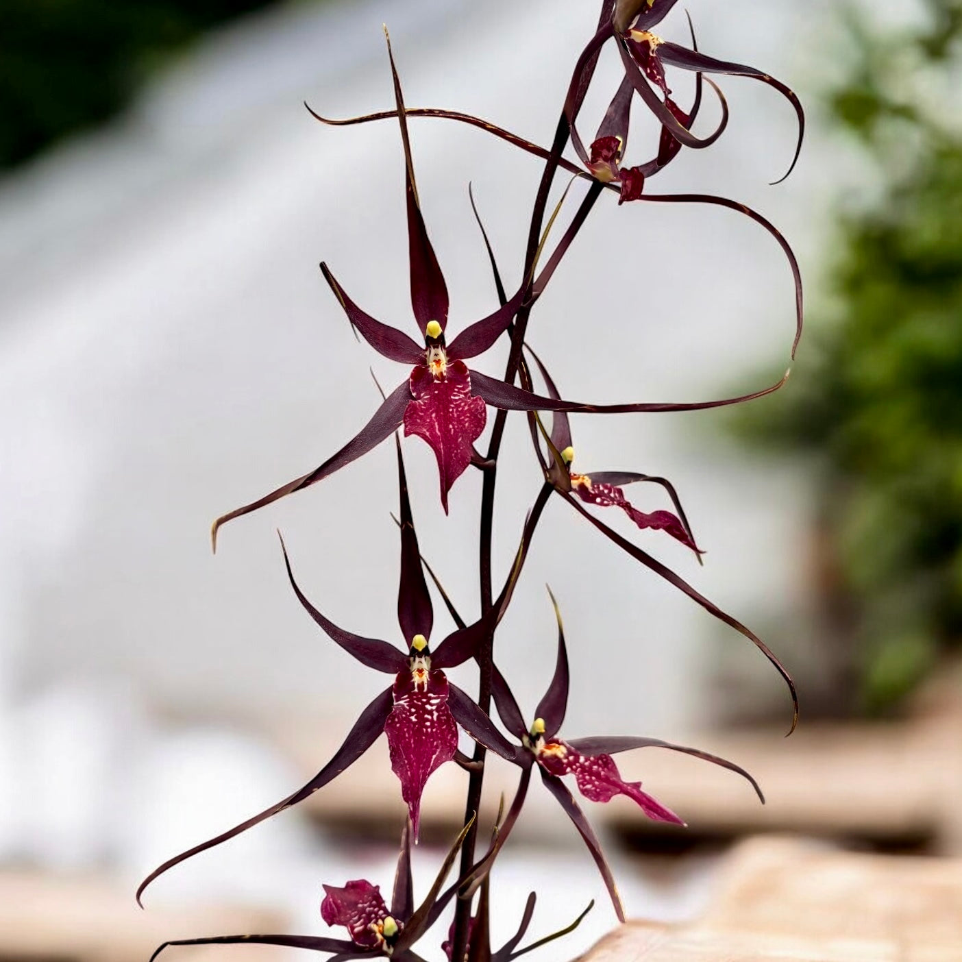 Wilhelmara Pinot Princess