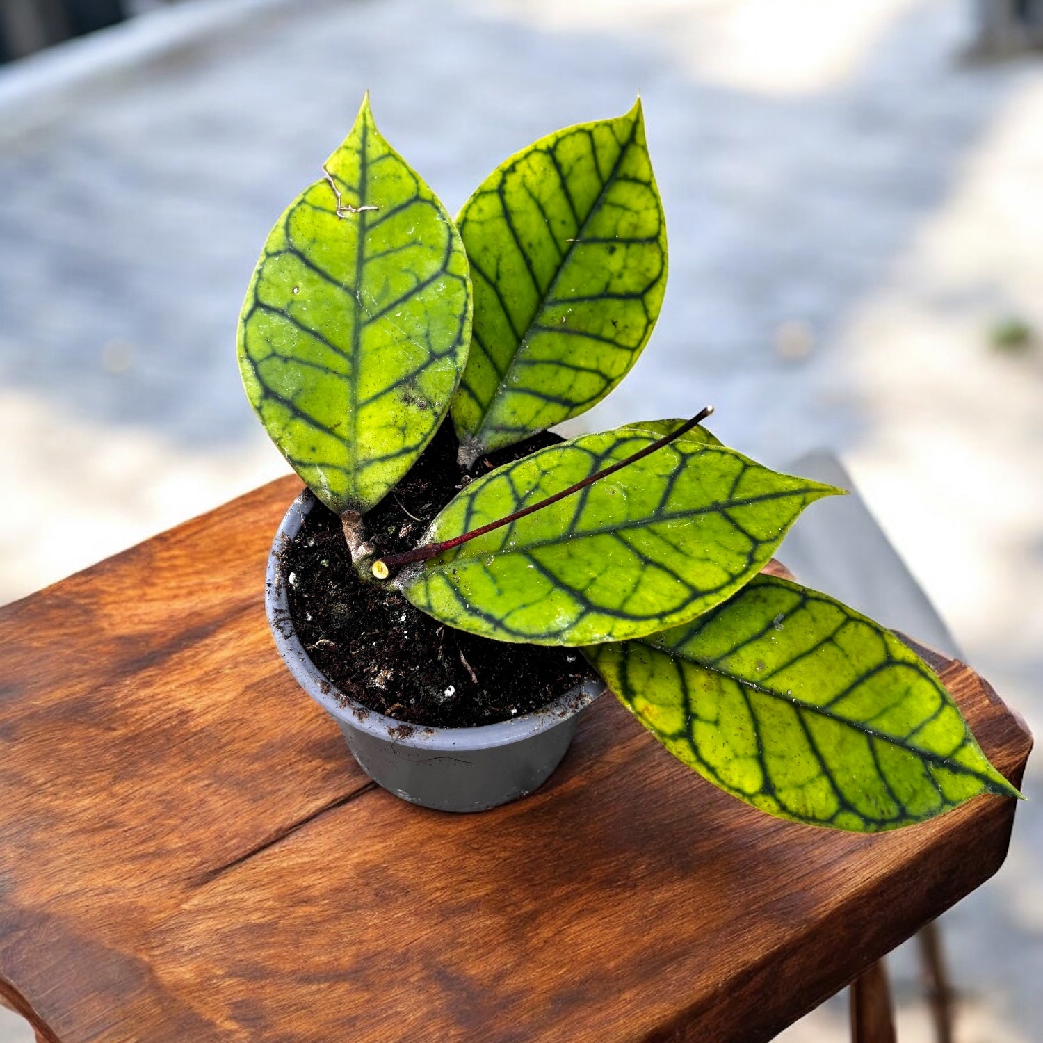 Hoya callistophylla D9