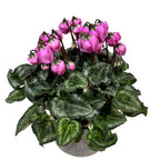 Cyclamen persicum 'Windbell'