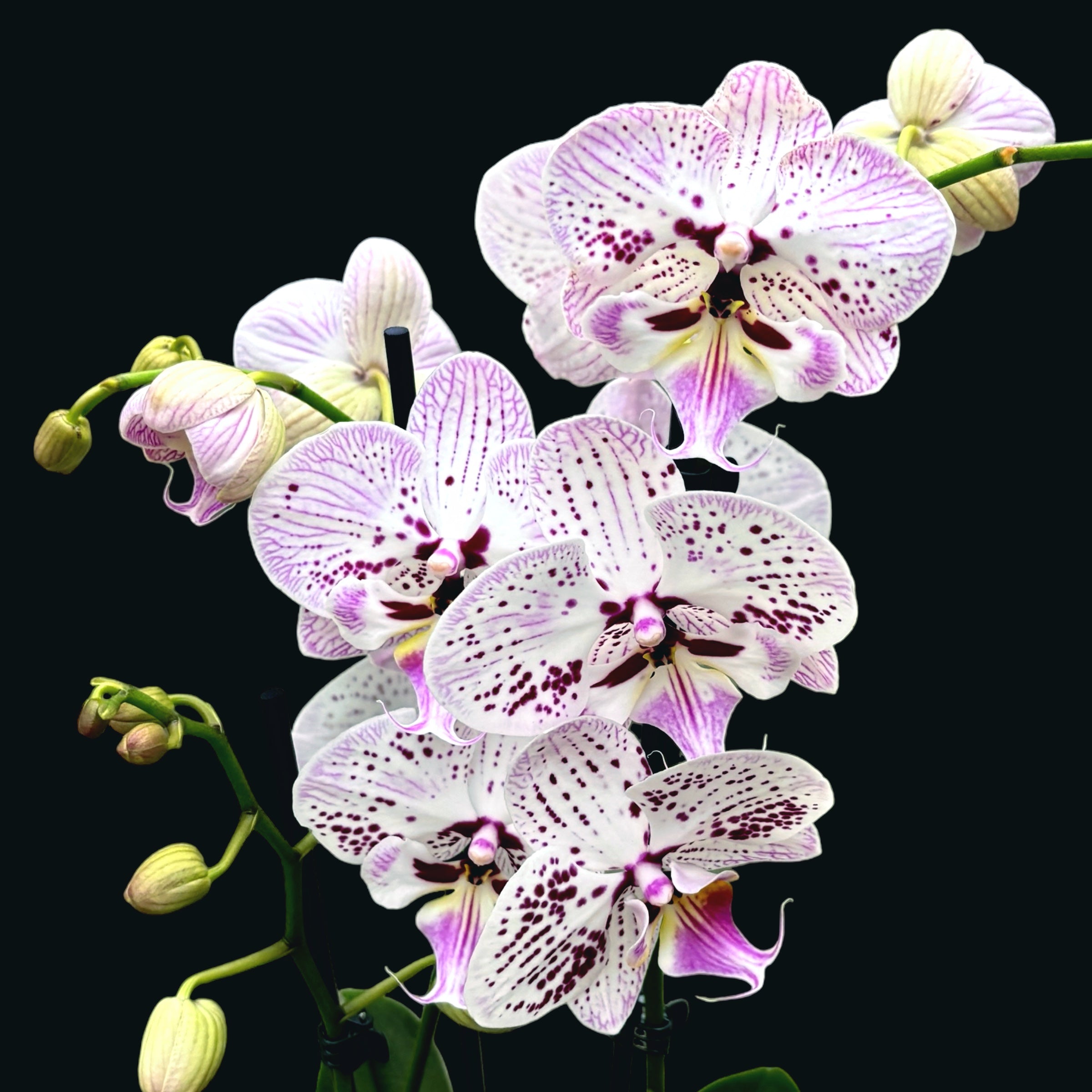 Phalaenopsis Expressions Nagy Ajkú