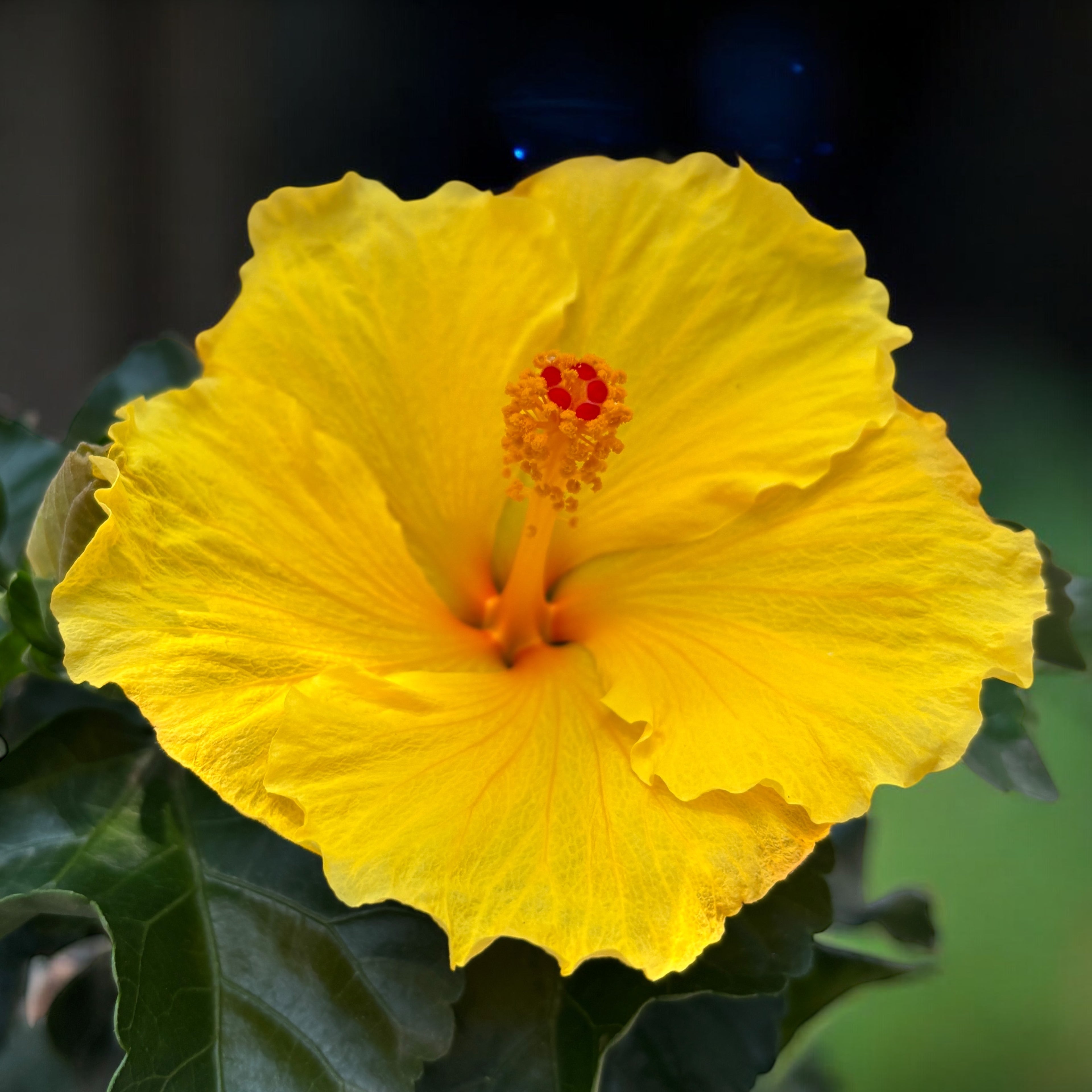 Hibiscus rosa-sinensis ‘Aura Yellow’ - Japonski vrtnici z velikimi rumenimi cvetovi