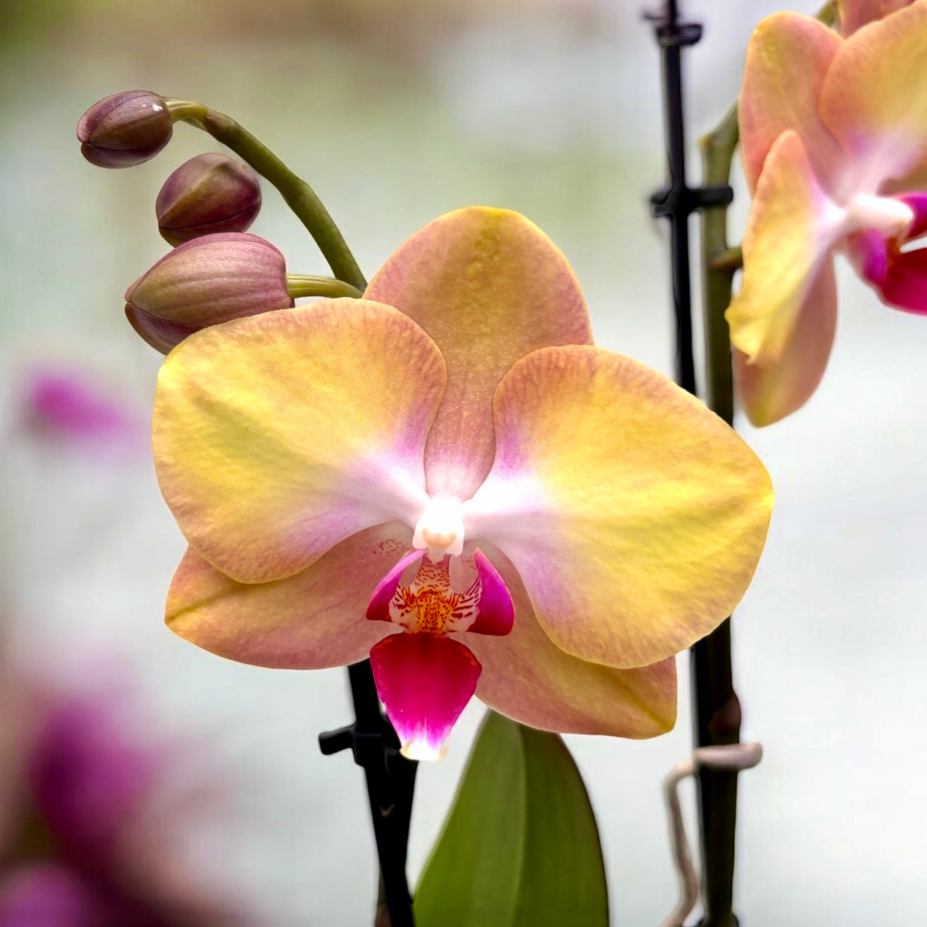 Phalaenopsis MyMonro Glamour (Darling)