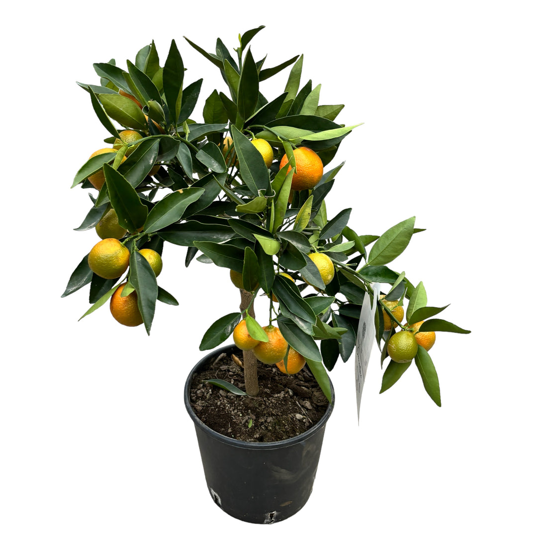 Citrus reticulata 'Clementine' - Clementin in ghiveci H70 – Floraria ...
