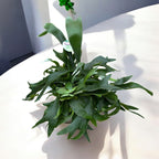 Platycerium bifurcatum (Szarvasagancs páfrány)