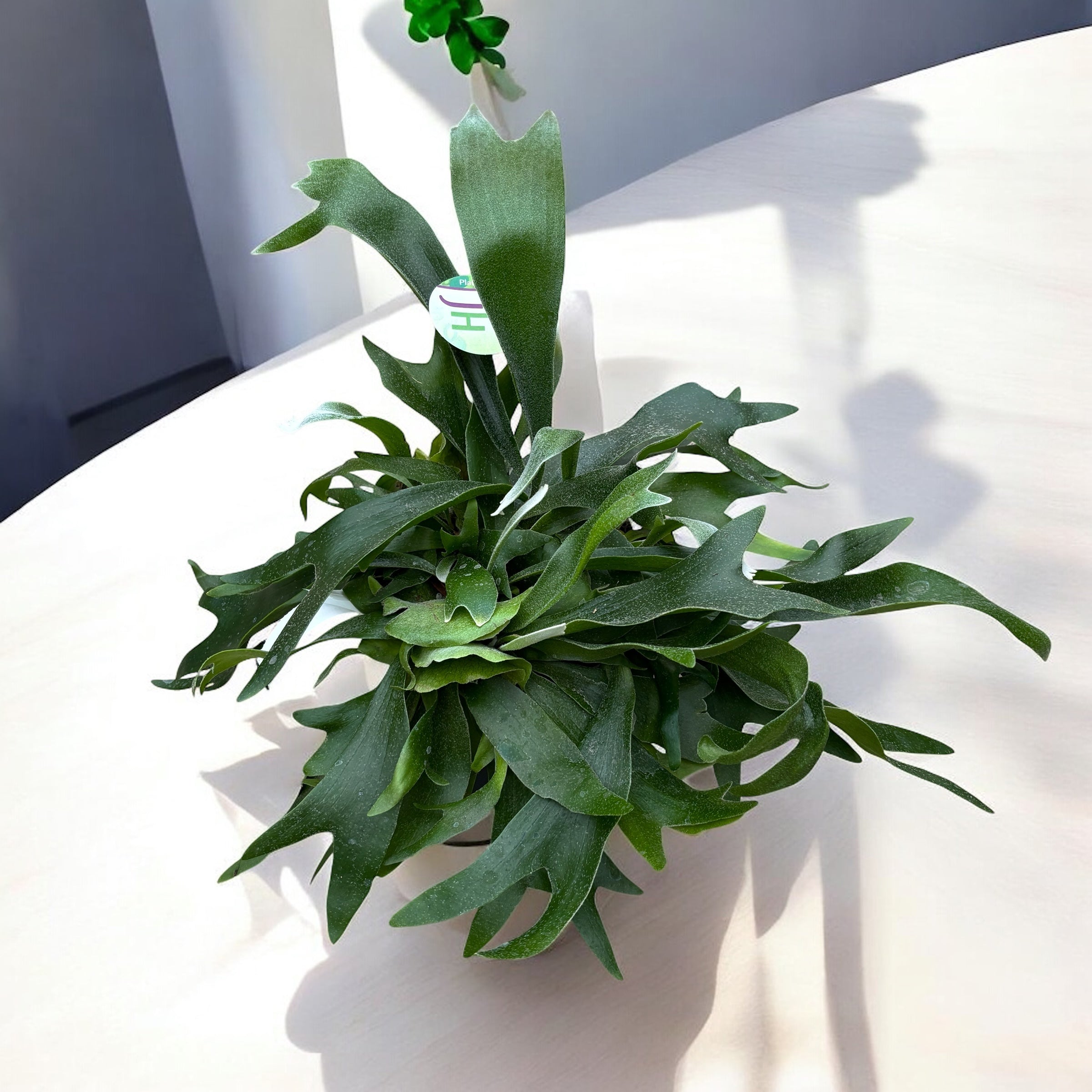 Platycerium bifurcatum (Папрат 'Еленски рог')