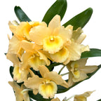 Dendrobium giallo profumato