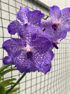 Vanda Blue Magic (Ansu)