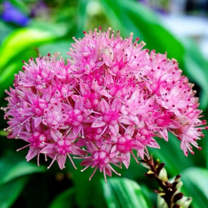 Sedum sieboldii Mediovariegatum (Iarba grasa variegata)