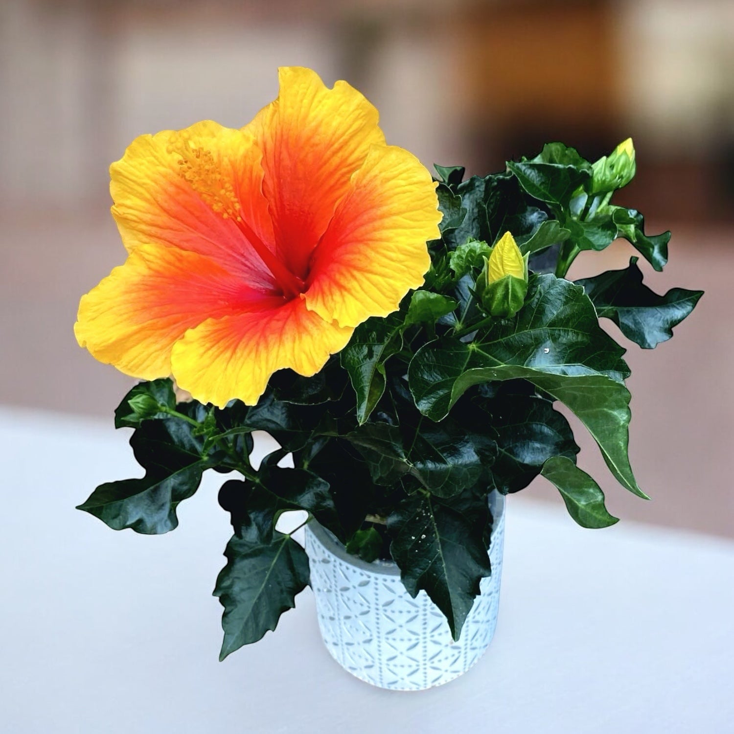 Hibiscus rosa-sinensis ‘Salsa’ - trandafiri japonezi cu flori mari rosu-portocalii