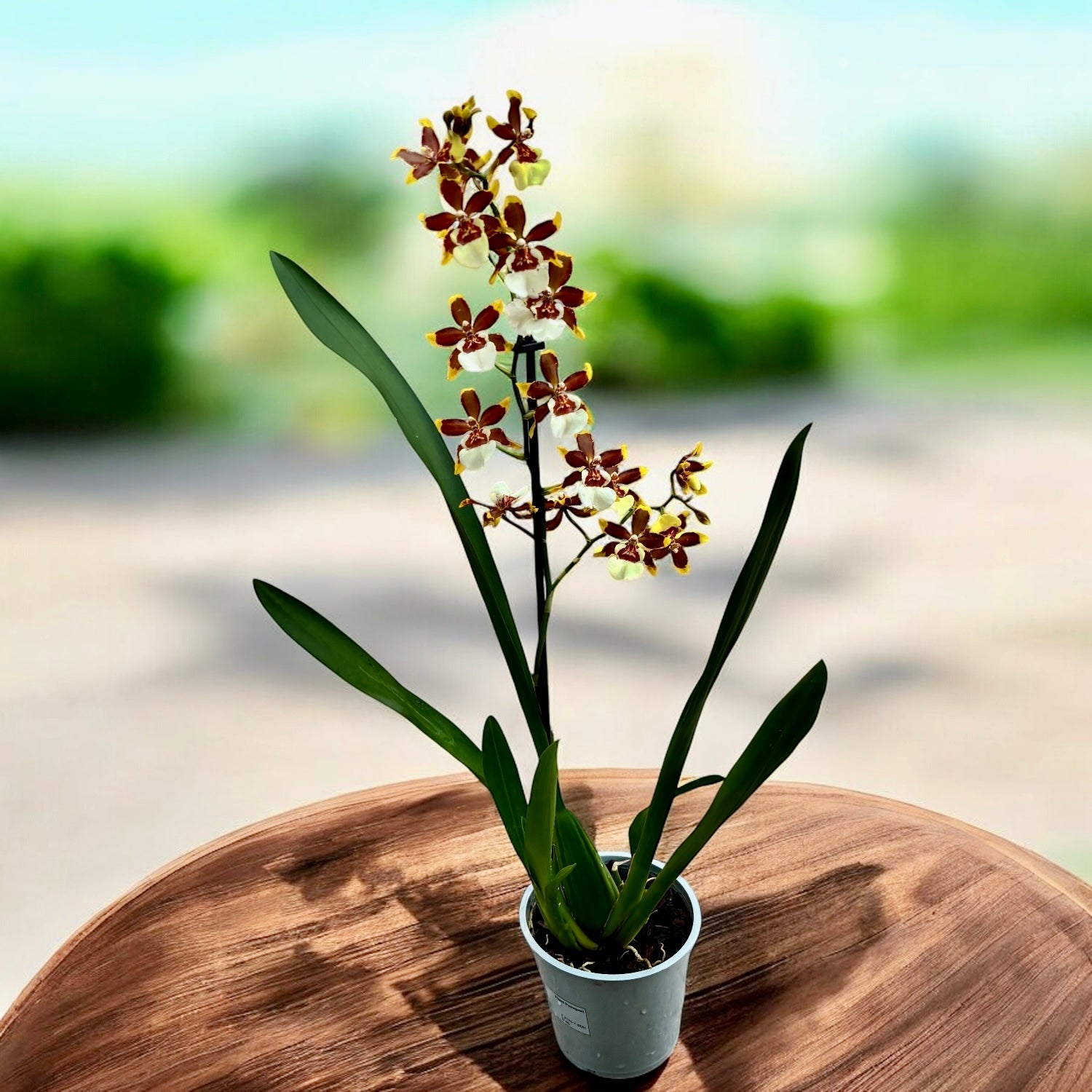 Colmanara Honey Bee - profumata