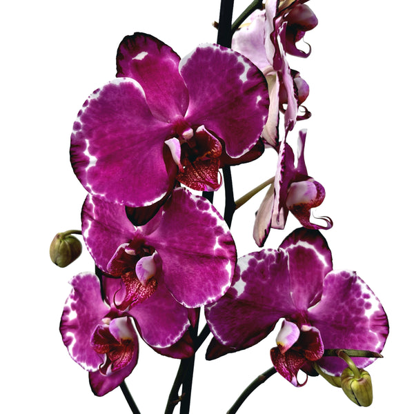 Phalaenopsis-Malwa