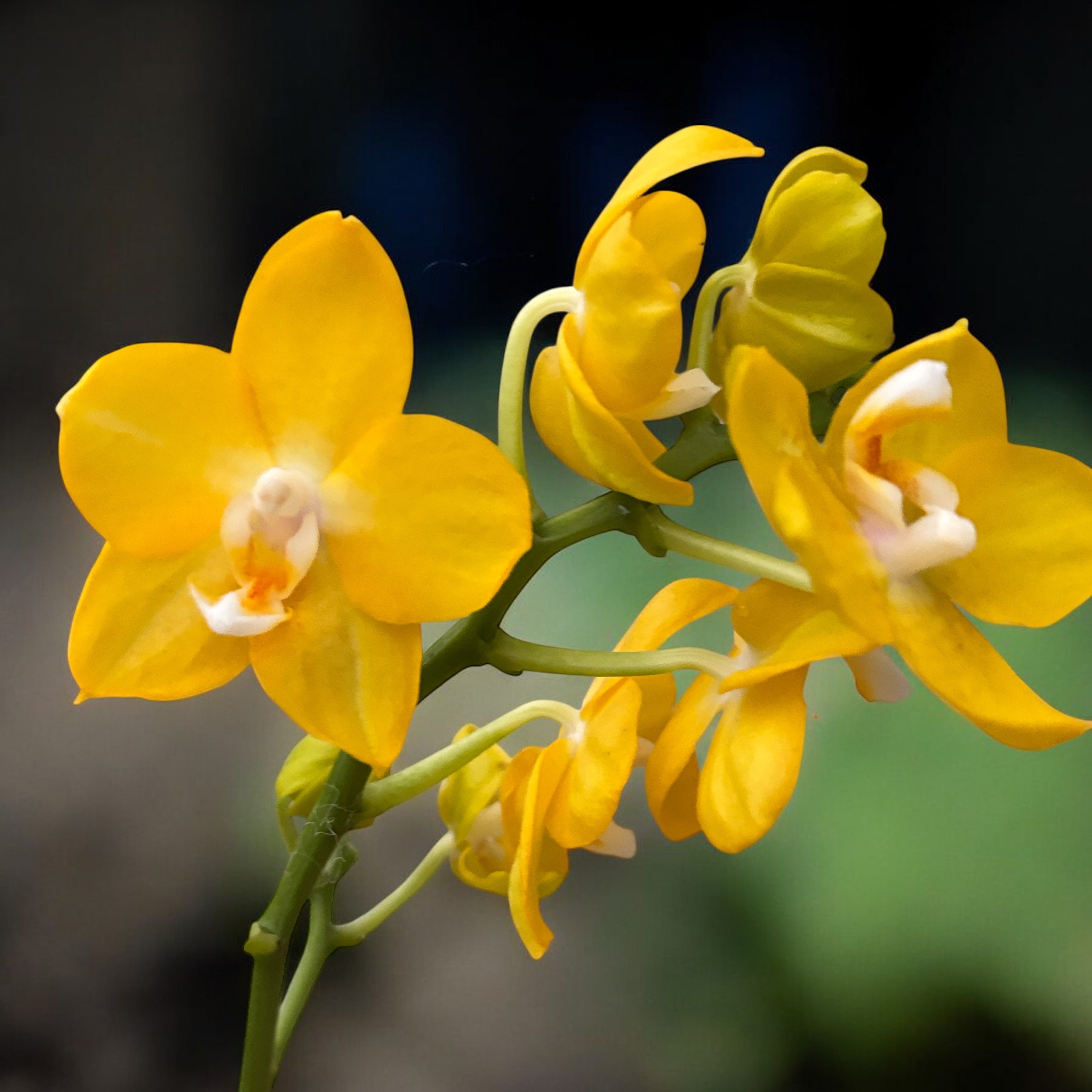 Phalaenopsis Younghome Golden Perfume - flori parfumate