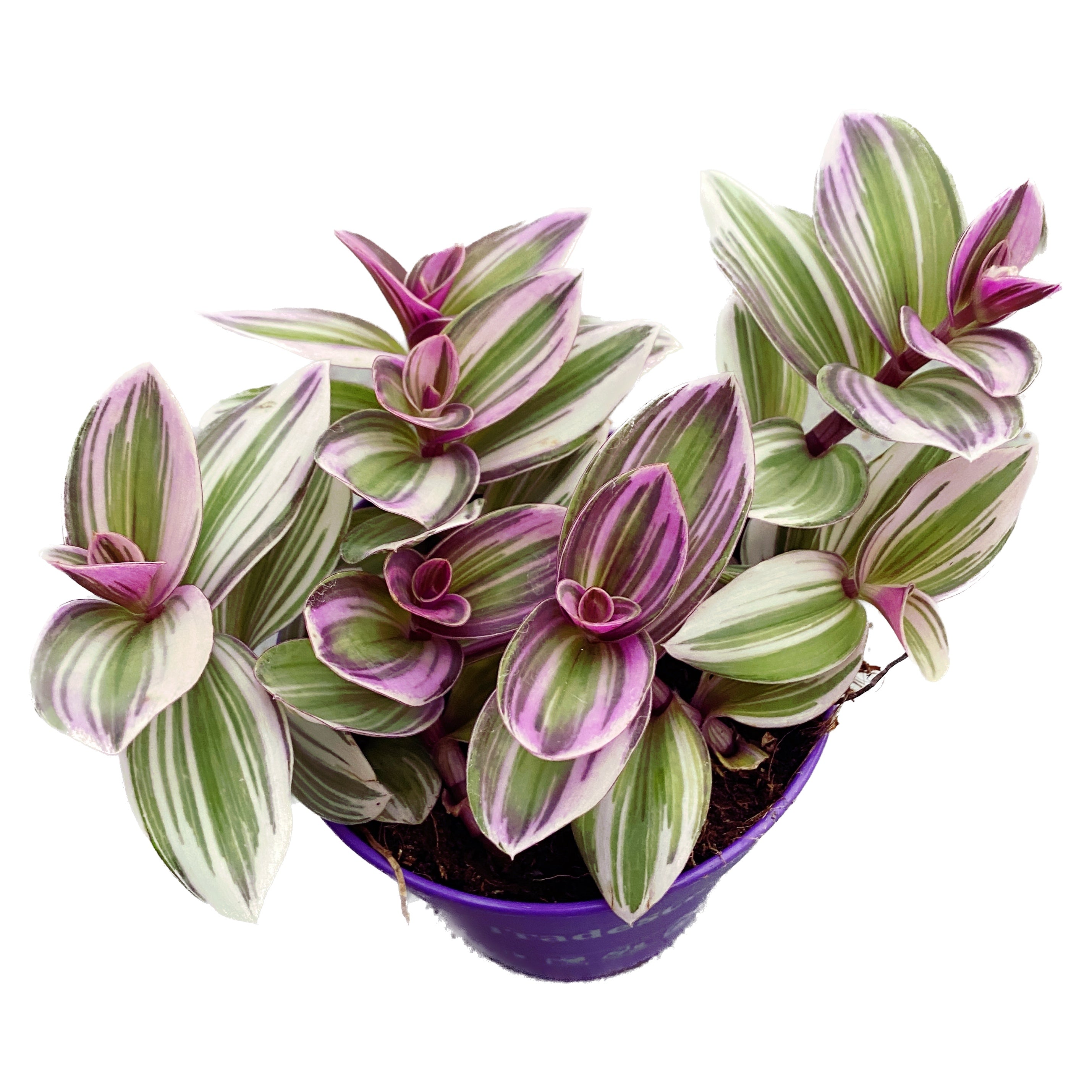 Tradescantia albiflora 'Nanouk' D12 (5+ plante/ghiveci)