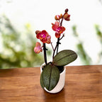 Phalaenopsis Dusty Belle - αρωματικά και πελώρια λουλούδια