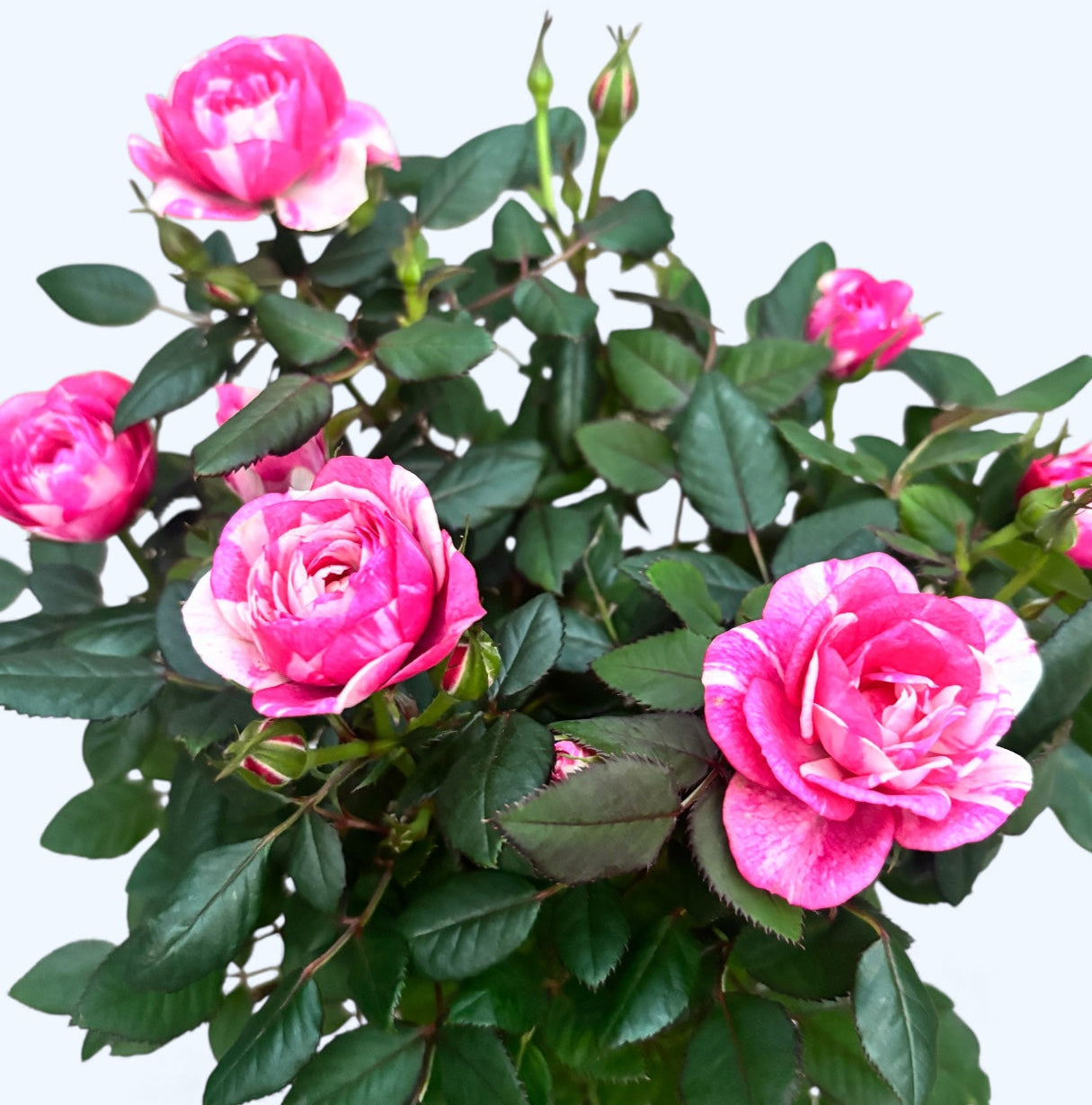 Rosa Twin Colour  - trandafiri pitici cu flori bicolore parfumate