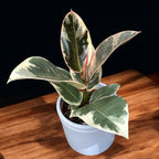 Ficus elastica ‘Tineke’ – planta de interior cu frunze variegate in alb-crem si verde