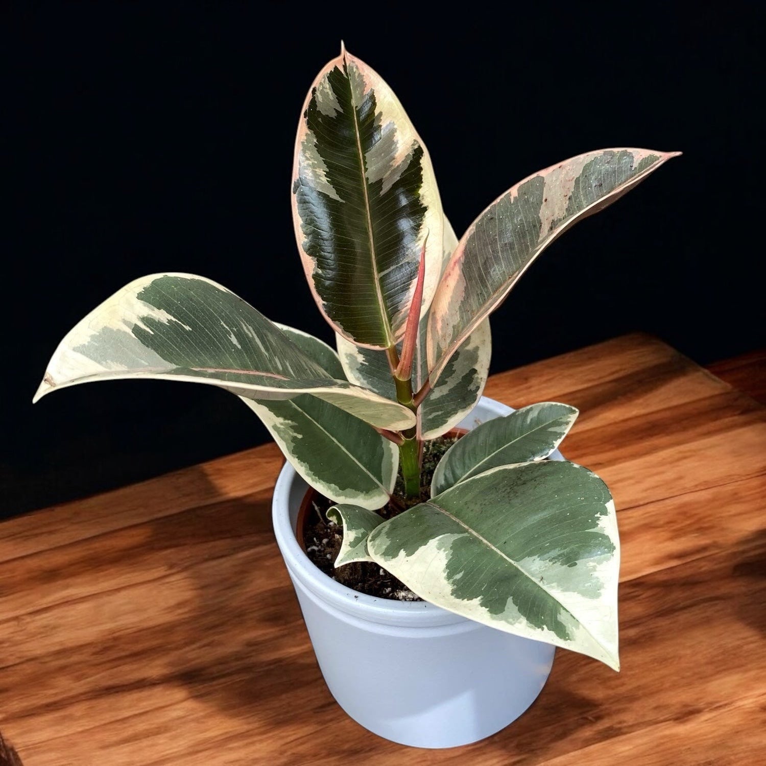 Ficus elastica ‘Tineke’ – planta de interior cu frunze variegate in alb-crem si verde