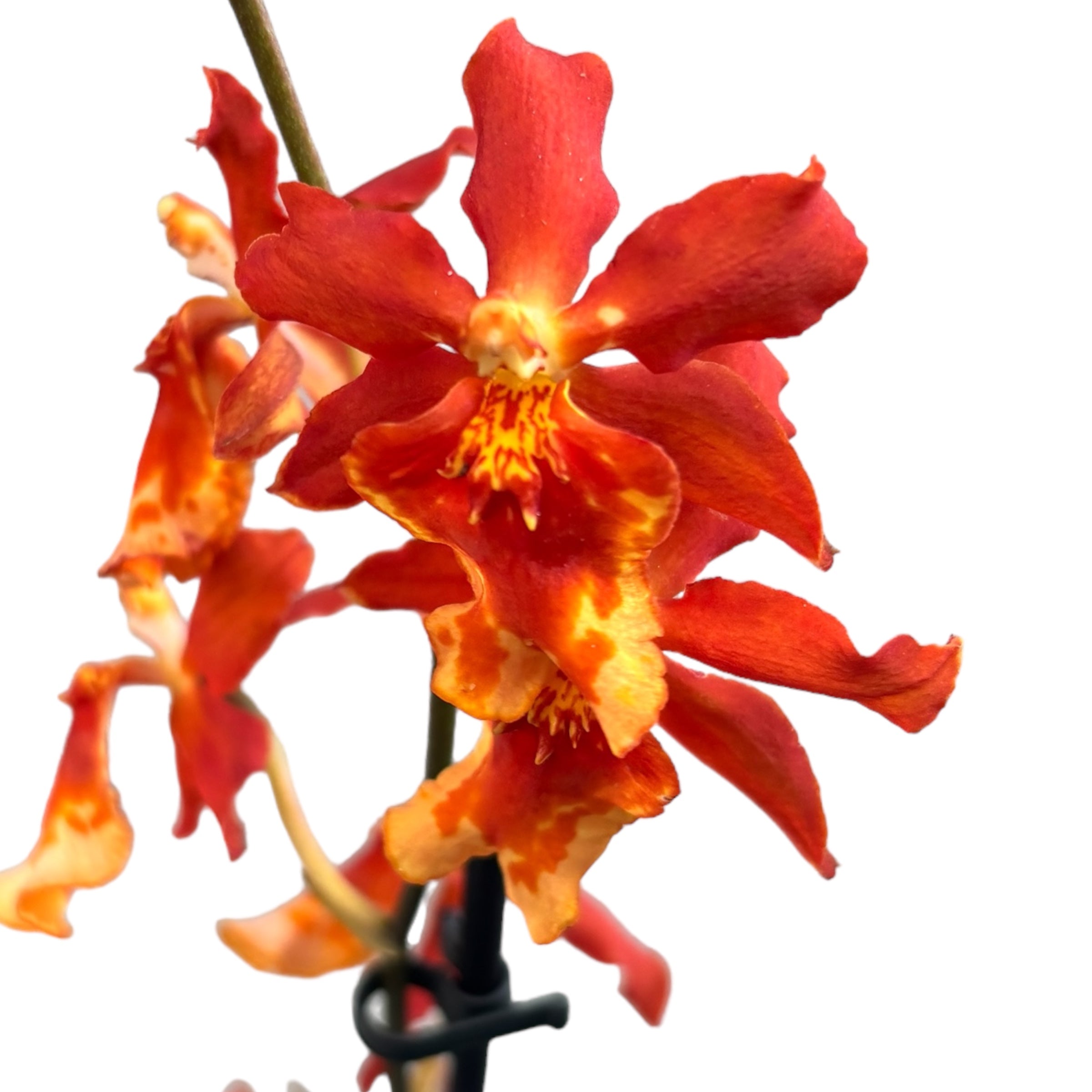 Wilsonara Aloha Sparks 'Halloween’