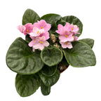 Saintpaulia Inova Prisma Rose - Violete africane roz