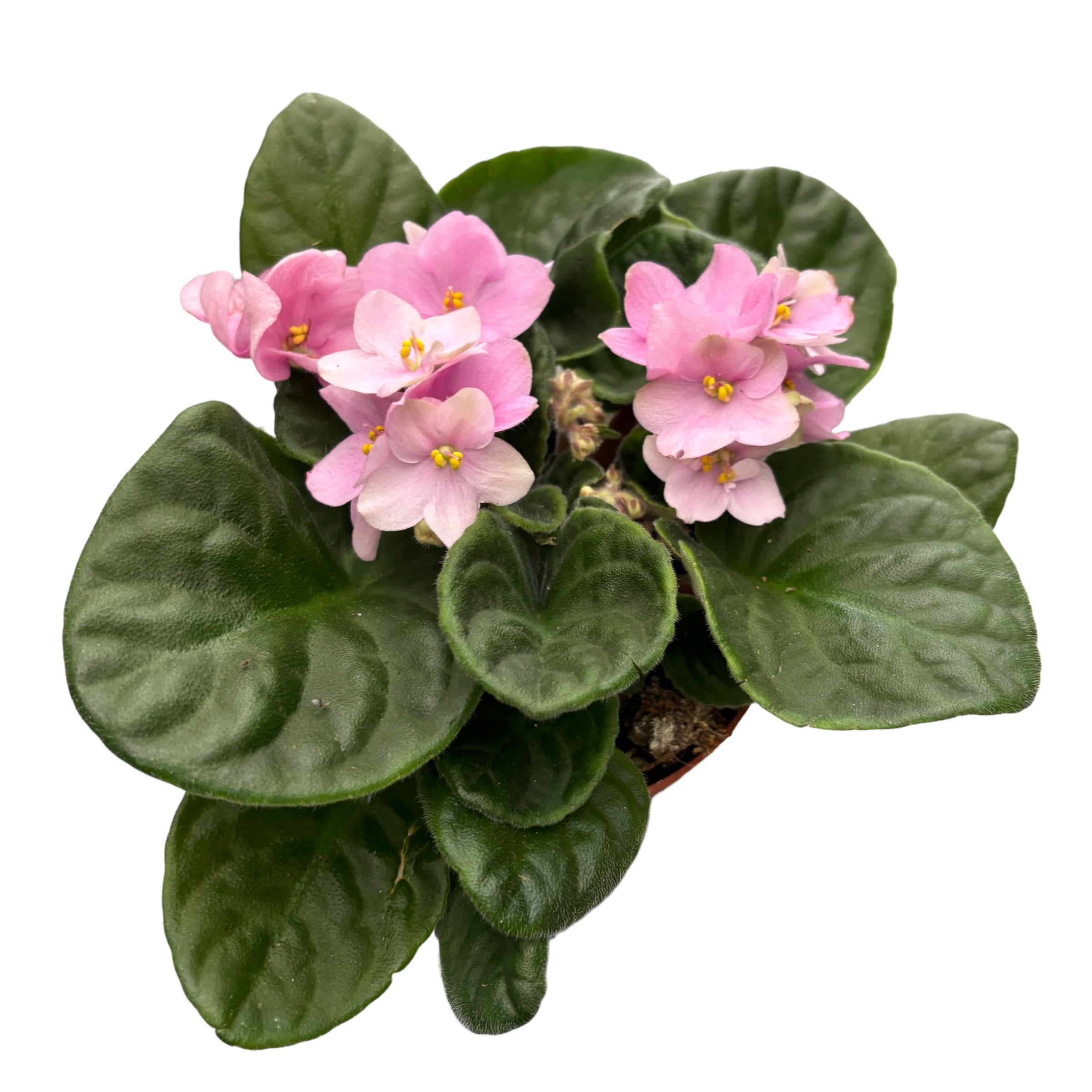 Saintpaulia Inova Prisma Rose - Violete africane roz