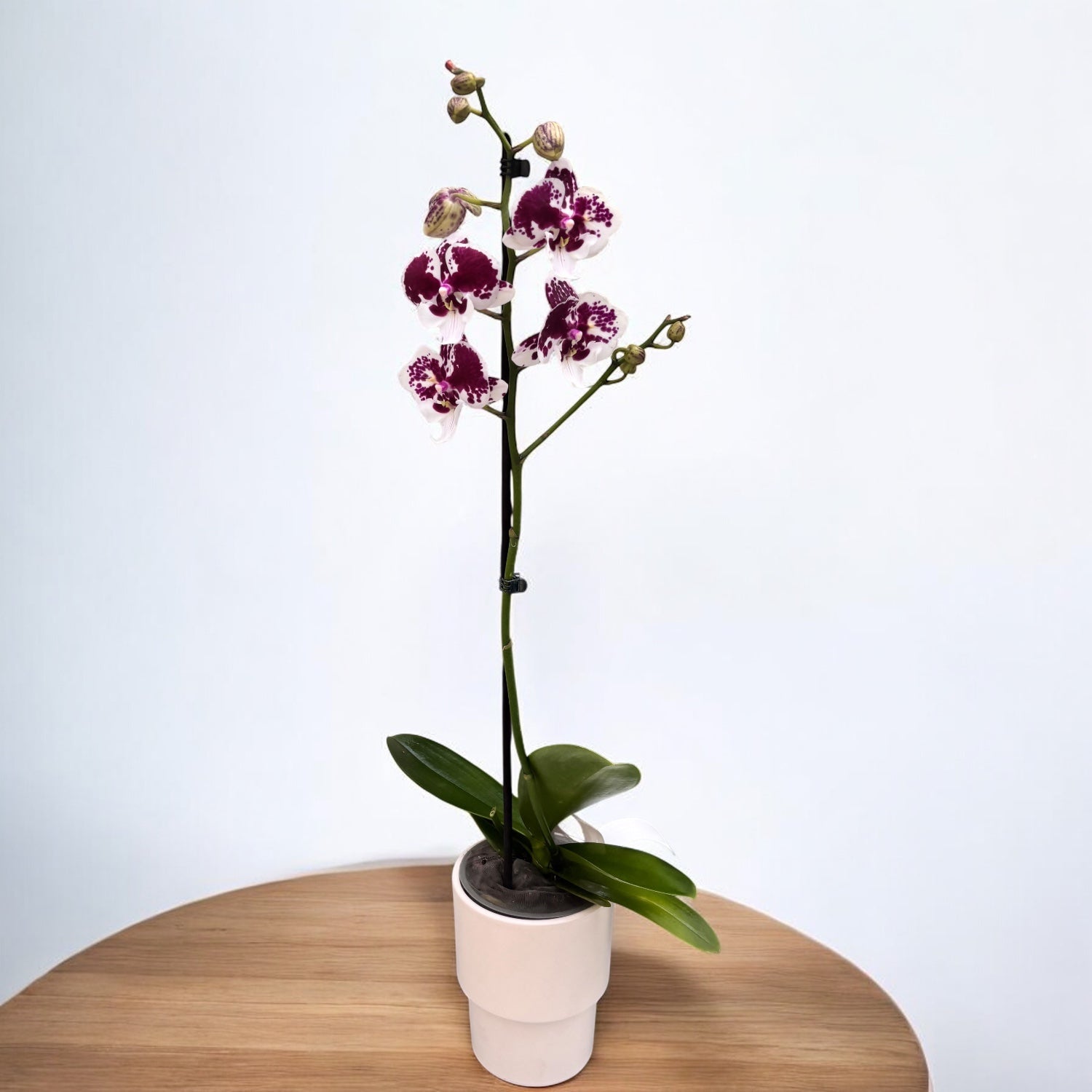 Phalaenopsis 'Untold Stories' grande labbro - unicum