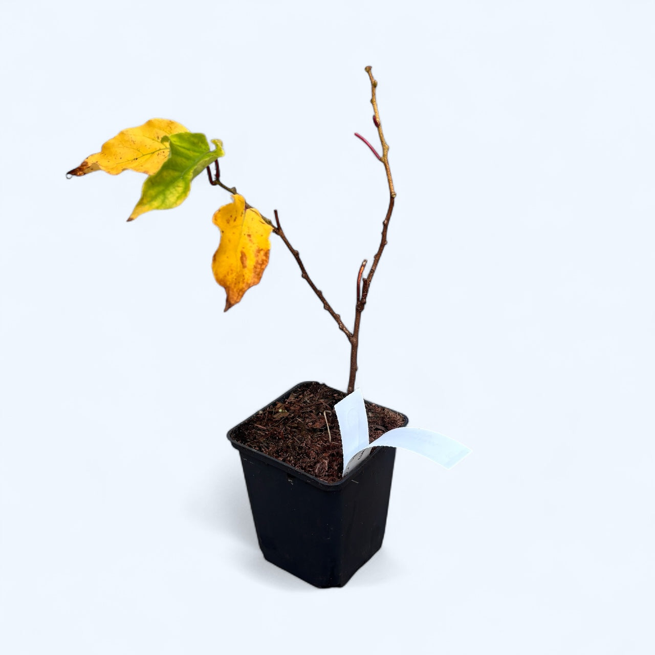 Mini Kiwi - Actinidia arguta 'Weiki' (Bayern Kiwi) (femela) D9