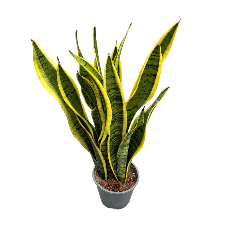 Sansevieria trifasciata 'Laurentii' (limba soacrei) H55 cm – Floraria ...