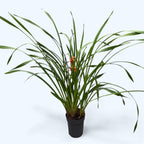 Cymbidium Enzan Forest 'Majolica'