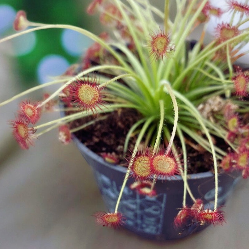 Drosera paradoxa - Небесна роса