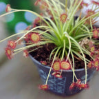 Drosera paradoxa - Nebesna rosa