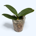 Phalaenopsis mix (Tchaj-wan)