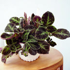 Episcia cupreata 'Black Velvet'
