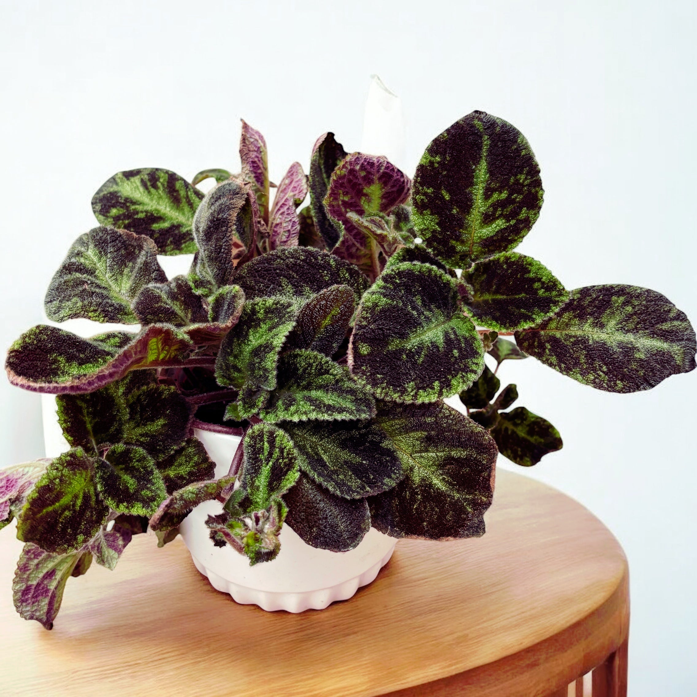 Episcia cupreata 'Black Velvet'