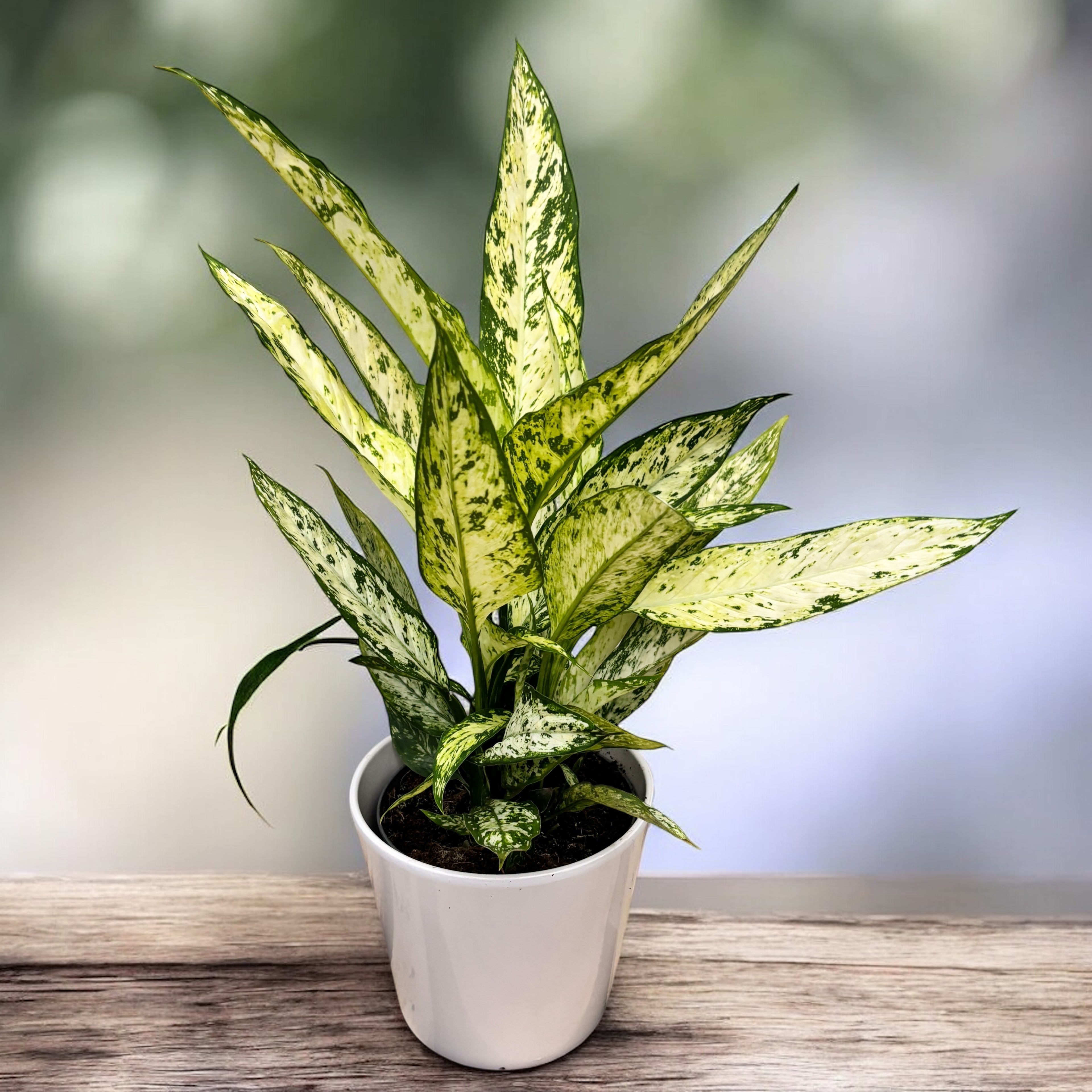 Dieffenbachia Vesuvius