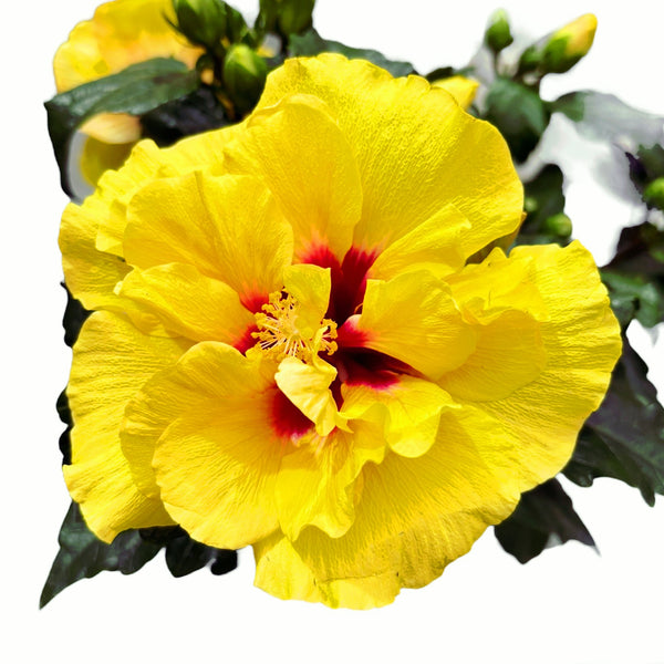 Hibiscus Adonicus 'Double Yellow'- flori duble XL 