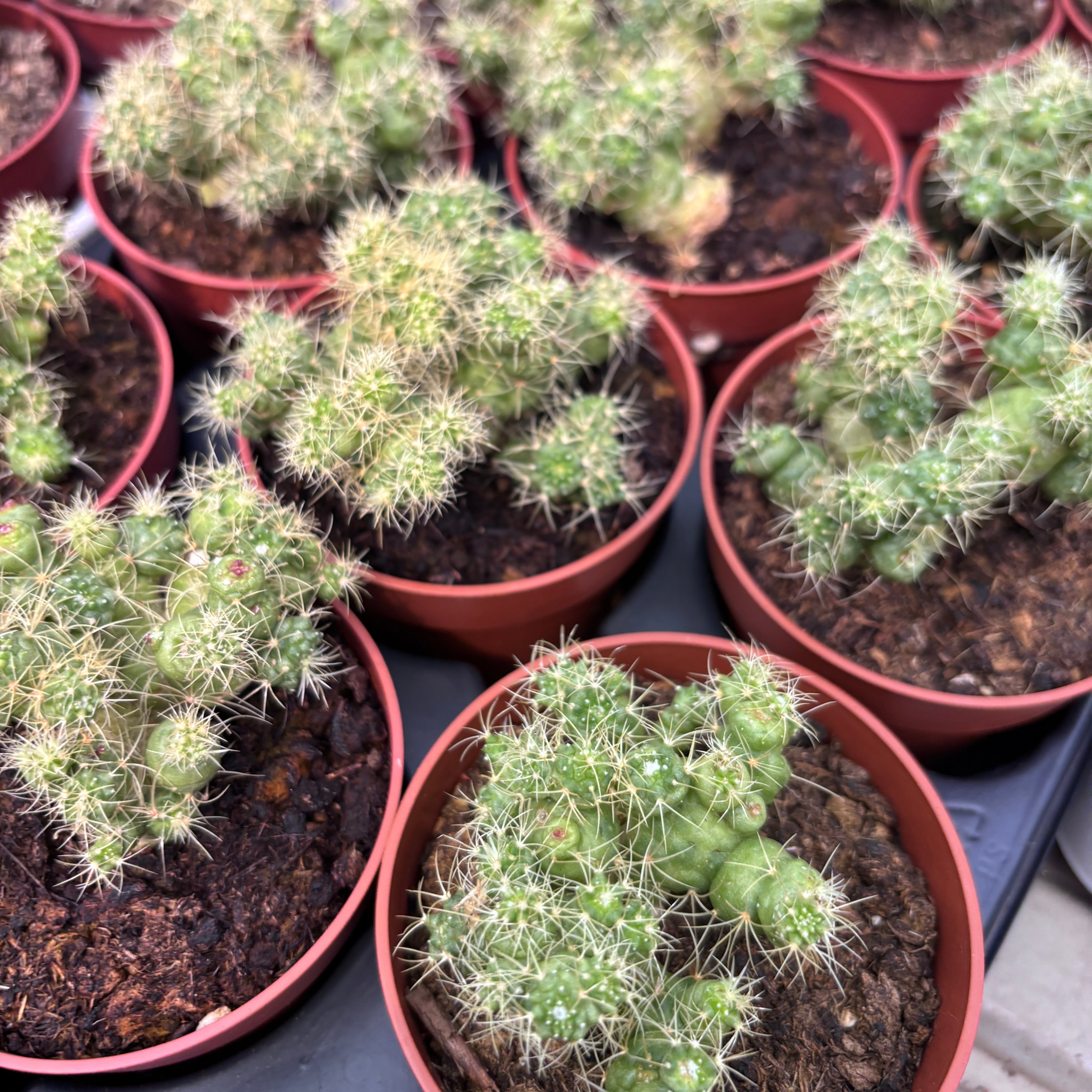 Mammillaria bocasana „Fred“ – monstergestaltiger Kaktus mit unregelmäßigen Formen
