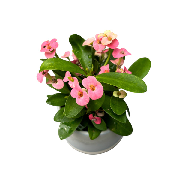 Euphorbia Milii (Pink Jesus Crown) * Babypflanze