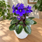 Violete albastre-mov - Saintpaulia Jenny Blue (miniatura)
