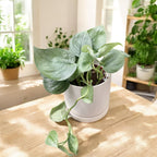 Scindapsus 'Silver Hero'-  frunzis argintiu deosebit pentru un decor modern