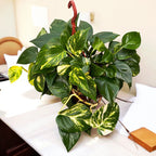 Epipremnum aureum 'Golden' - primerki XXL