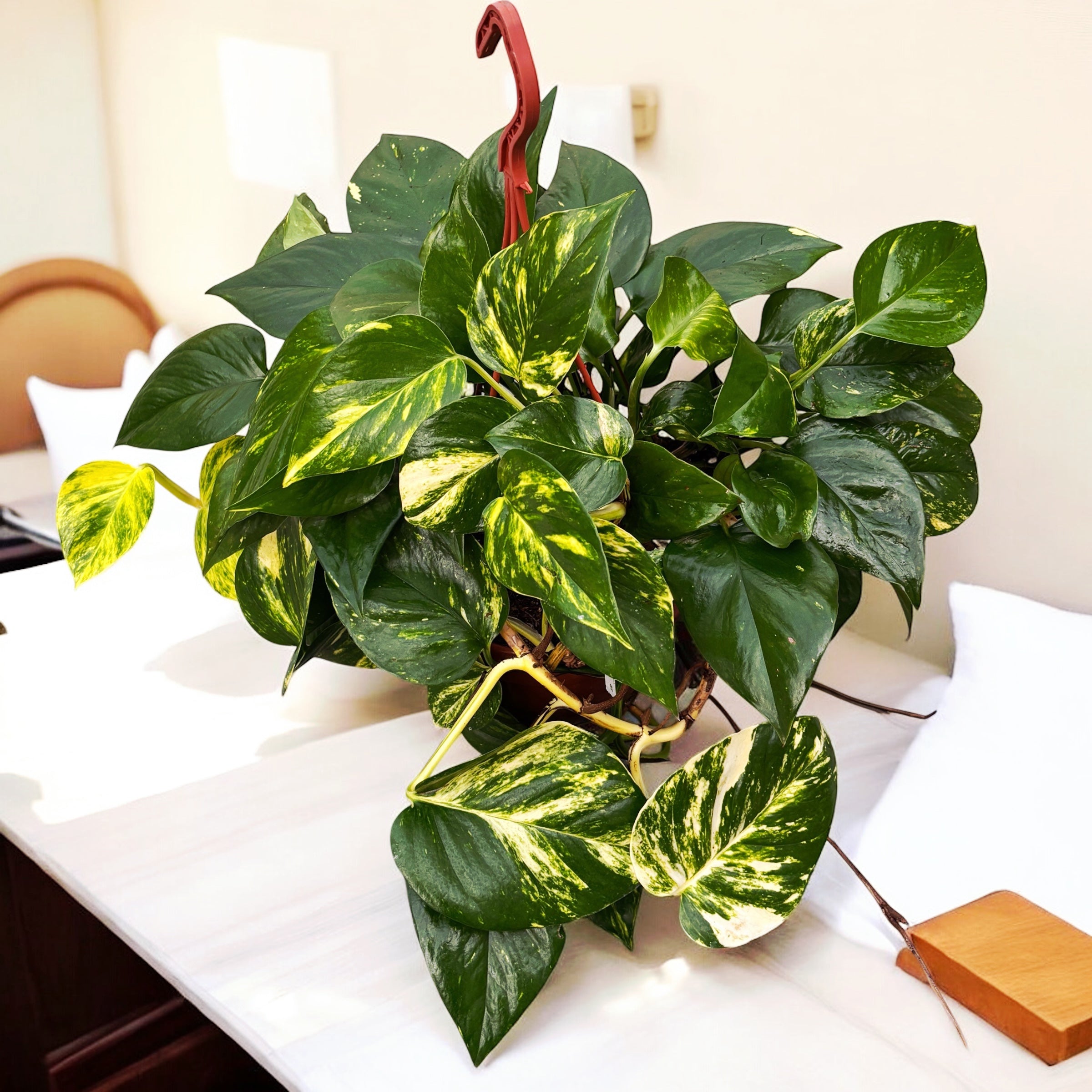 Epipremnum aureum 'Golden' - exemplare XXL