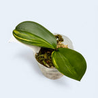 Phalaenopsis Summer Breath 'Variegata'